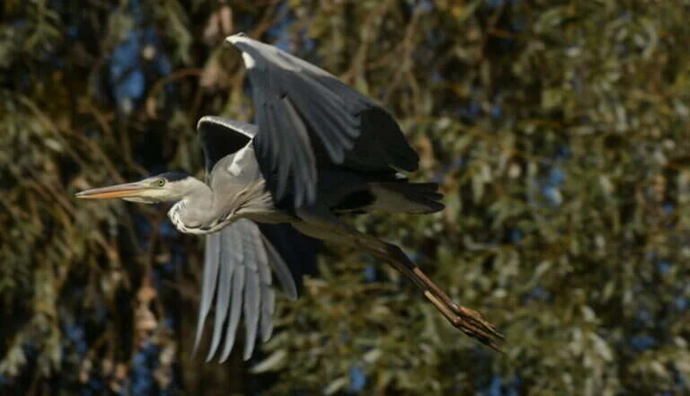 Delta birdlife