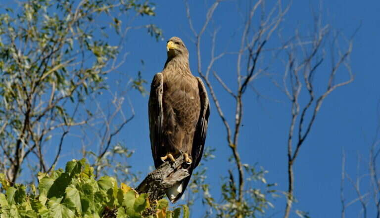 Birdwatching by boat in the Delta