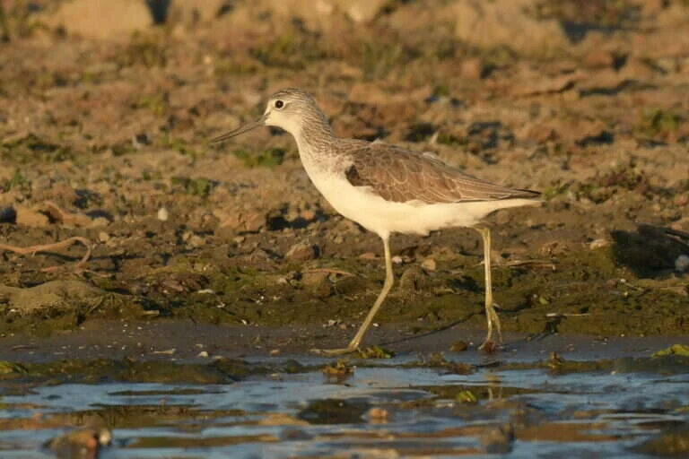 Mammals of the Delta