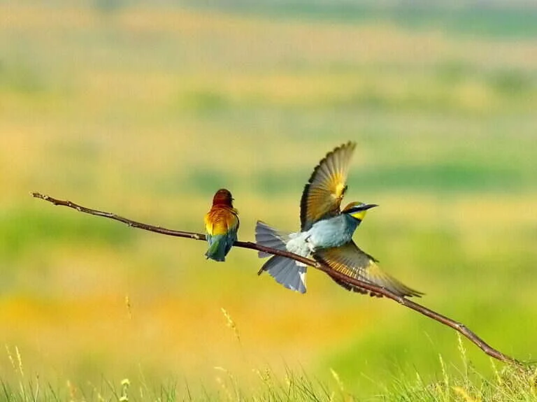 Bee-eaters in the Danube Delta